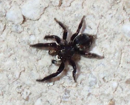 Pseudeuophrys sp.